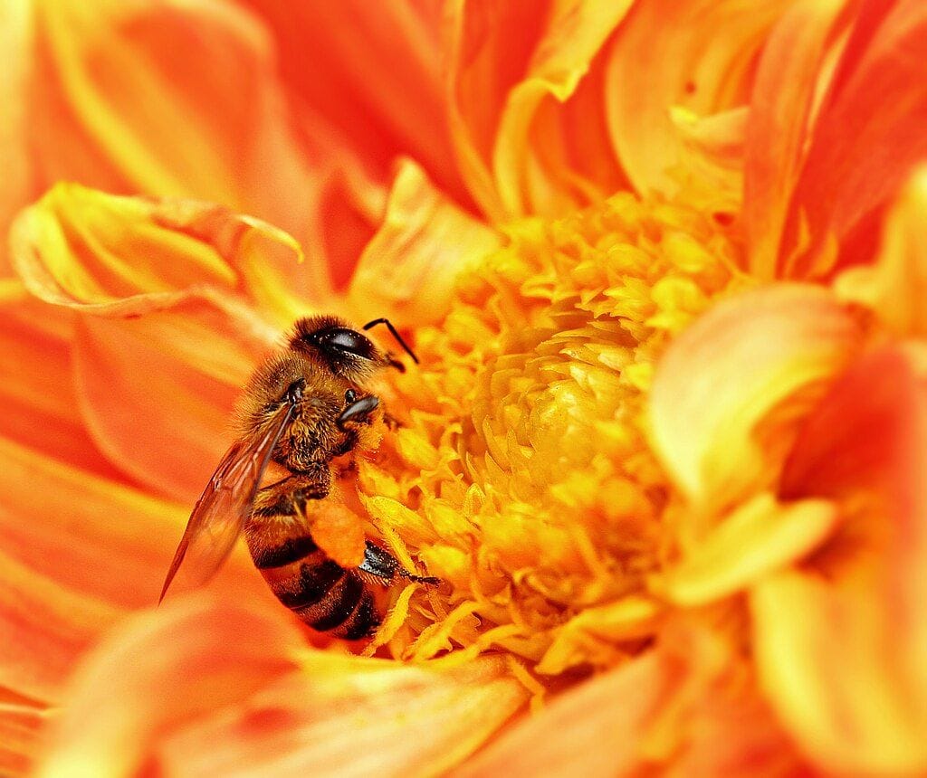 Benefits of Honey